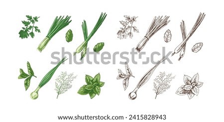 A set of hand-drawn colored and monochrome sketches of  herbs and seasonings. Leek, mint, parsley, dill. For the design of menu of restaurants. Vintage illustration.  Royalty-Free Stock Photo #2415828943