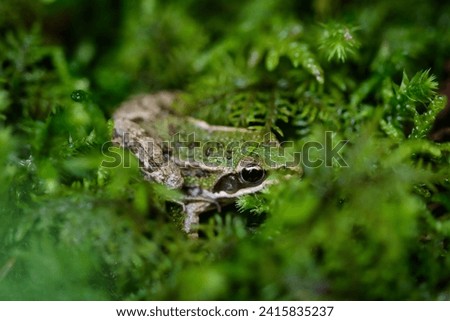 Little green forest frog hides in the moss. Macro photo of a frog