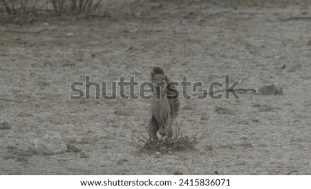 Cape ground squirrel Geosciurus inauris on dry soil of Etosha National Park - Namibia