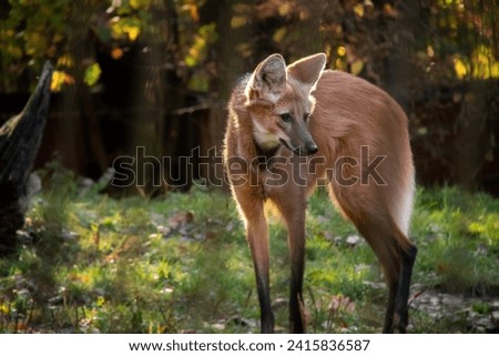 An autumnal photo of maned wolf behinf a fence. Also known as Chrysocyon brachyurus.