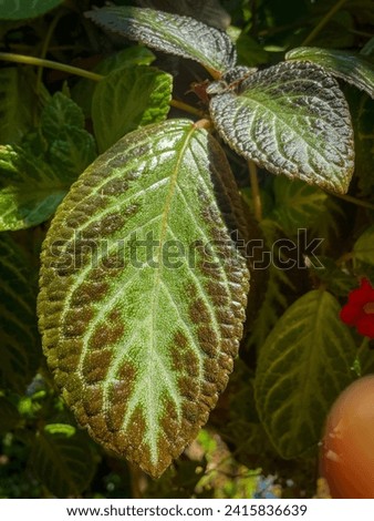 Green-brown foliage in garden. Elegant ornamental plant leaves