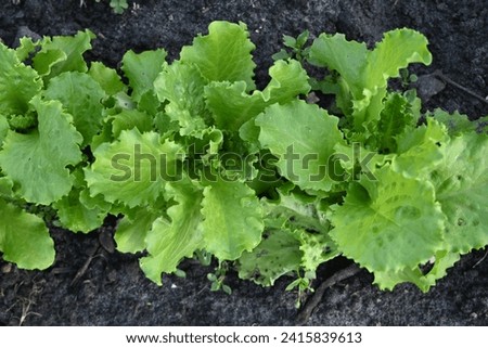 photo of young lettuce leaves on top, organic gardening on chernozems 