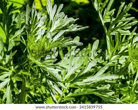 Artemisia absinthium, absinthe, absinthium, absinthe wormwood, wormwood plant, close up Royalty-Free Stock Photo #2415839755