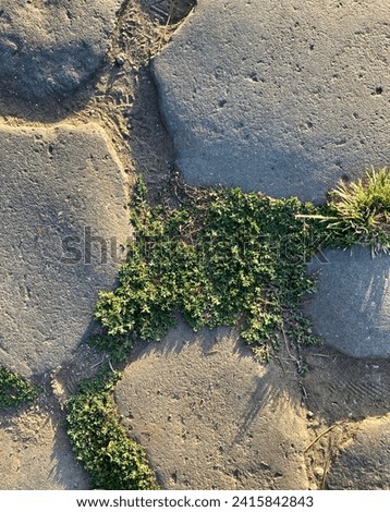 Plants in Between Paving Stones 