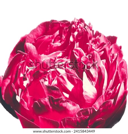 A pink peony light isolated