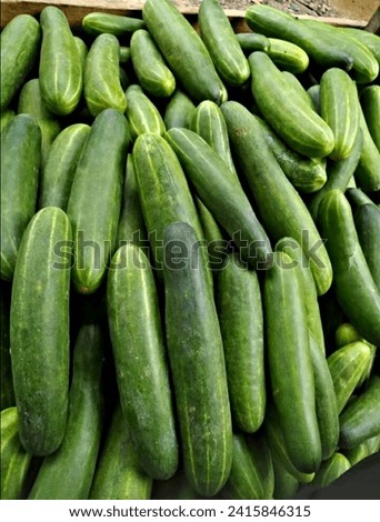 
picture of green cucumbers in large quantities from the harvest