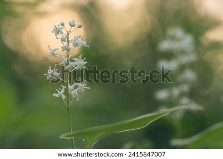 The false lily of the valley blooming in the soft beautiful light of summer night in northern Finland Royalty-Free Stock Photo #2415847007