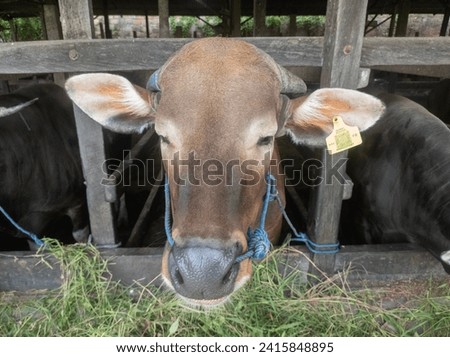 Cows on the farm are fed grass and will be sacrificed on the Muslim holiday of Eid al-Adha to take their meat and cow's milk.