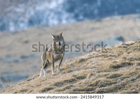 Wild Italian wolf (Canis lupus italicus) also called Apennine wolf standing on an alpine slope and looking straight into camera on a winter day, Alps mountains, Italy.