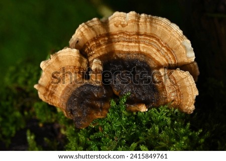 Mushroom Trametes Versicolor in a semi-circle, brown in color on a bed of green moss. Trametes are found all year round on stumps, trunks. Close-up, December 29, 2023, Sarthe department, France. Royalty-Free Stock Photo #2415849761