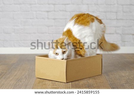 Funny tabby cat step inside a small cardboard box.