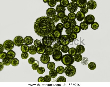 Probiotics, bacteria on white background. Bacteria and microorganisms. Microscopic probiotics, bacterial flora Royalty-Free Stock Photo #2415860461