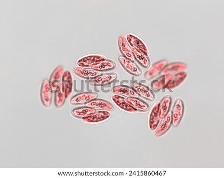 Probiotics, bacteria on white background. Bacteria and microorganisms. Microscopic probiotics, bacterial flora Royalty-Free Stock Photo #2415860467