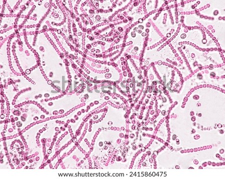 Probiotics, bacteria on white background. Bacteria and microorganisms. Microscopic probiotics, bacterial flora Royalty-Free Stock Photo #2415860475