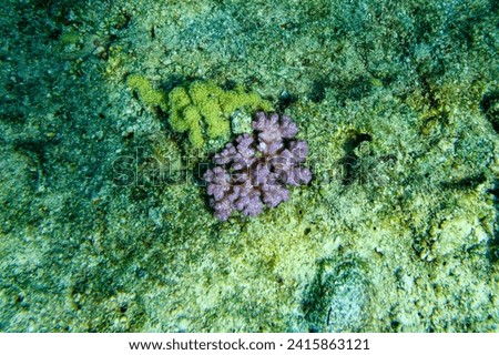 Colonies of corals (Pocillopora) at coral reef in Red sea