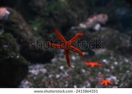 Beautiful red starfish swimming in the aquarium. Royalty-Free Stock Photo #2415864351