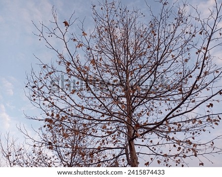 autumn winter day defoliated tree autumn day with yellow leaves isolated autumn background
