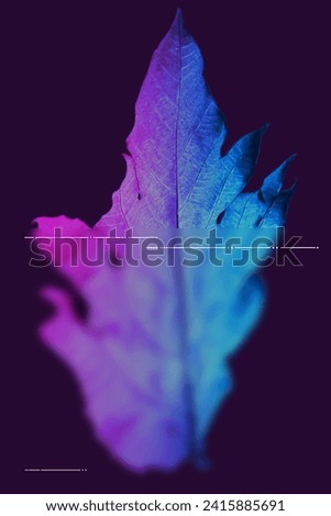 Big leaves, bright autumn colors, and a natural
white background, close-up is beautiful.