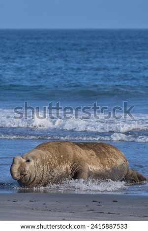 Large male Southern Elephant Seal (Mirounga leonina) racing out of the sea to fend off a rival on Sea Lion Island in the Falkland Islands.