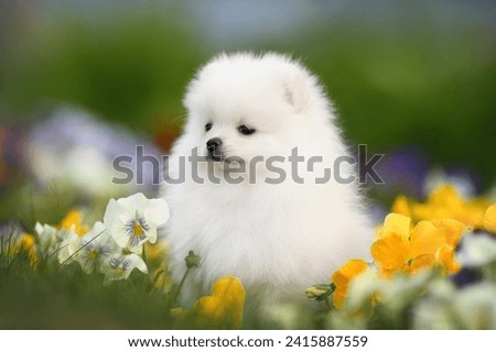 white pomeranian spitz puppy sitting outdoors in spring with blooming flowers
