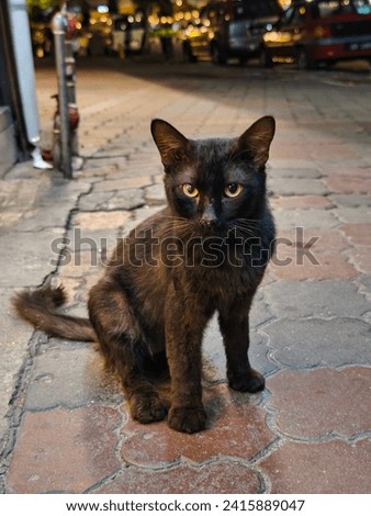 black cat, adorable cat, alone, stray cat, animal