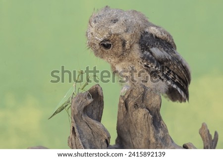 A Javan scops owl is ready to prey on a praying mantis on a dry tree trunk. This nocturnal bird has the scientific name Otus lempiji.