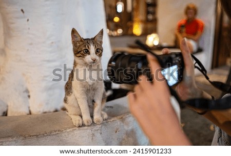 Girl takes a photo of a kitten on the street.