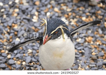 Funny looking Rock Hopper penguin with orange beak, yellow, black and white feathers. Charasmatic wildlife photography. 