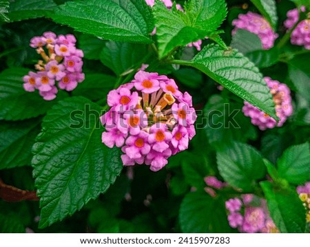 Tantani - forest flowers! Junglee plants, Lantana camara (common lantana) is a species of flowering plant within the verbena family (Verbenaceae), native to the American tropics. Royalty-Free Stock Photo #2415907283