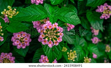 Tantani - forest flowers! Junglee plants, Lantana camara (common lantana) is a species of flowering plant within the verbena family (Verbenaceae), native to the American tropics. Royalty-Free Stock Photo #2415908491