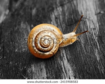A pic of a Snail