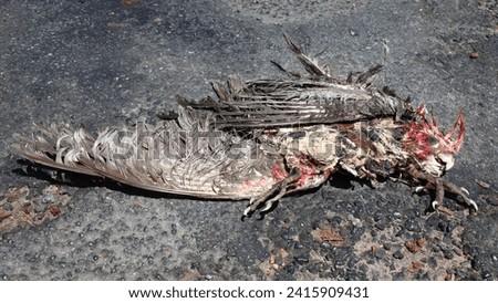 Carcass of galah on a asphaltbitumenhot-mix road, which was killed due to a collision with motor vehicle Royalty-Free Stock Photo #2415909431