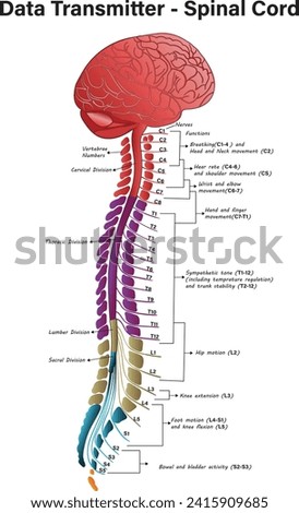 Diagram and Structure of Spinal Cord, data transmitter spinal cord, Spinal Cord – Anatomy, Structure, Function, and Spinal Cord Nerves Royalty-Free Stock Photo #2415909685