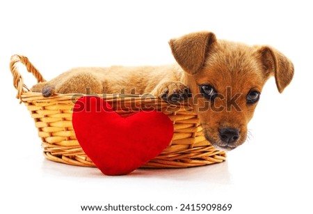 Little puppy in a basket isolated on a white background.
