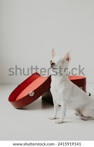 Adorable white Chihuahua by a red suitcase - a heartwarming stock photo capturing the spirit of travel and companionship. Perfect for any project that needs a touch of cuteness and wanderlust!"