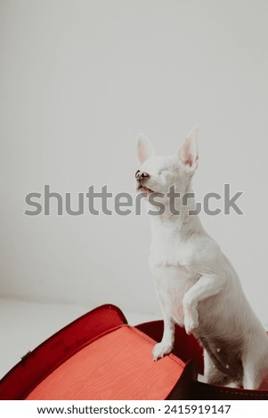 Adorable white Chihuahua by a red suitcase - a heartwarming stock photo capturing the spirit of travel and companionship. Perfect for any project that needs a touch of cuteness and wanderlust!"