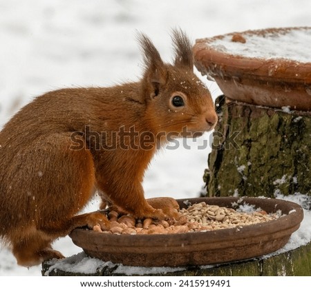 Hungry little scottish red squirrel eating a dish of peanuts in the snow in winter in the forest
