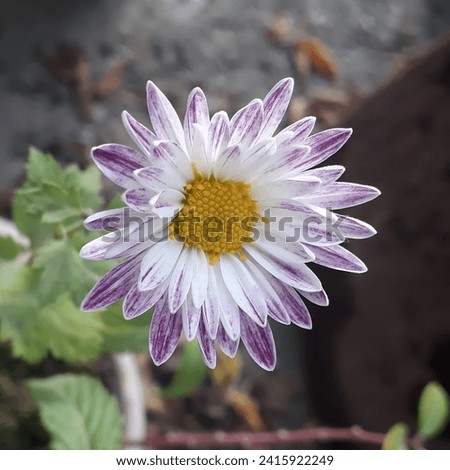 A Beautiful Daisy Flower in Purple and White