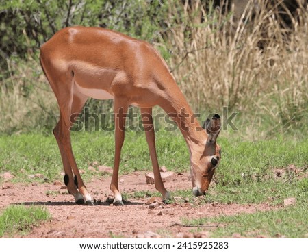 Impala standing on the ground.