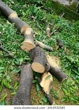 A freshly cut Mangifera Indica tree cut into small pieces by chain saw, wood chopped powder seen on side of it with its leaves nearby.Hd hi-res jpg stock image photo vertical background top side view.