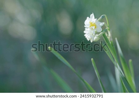Daffodils bloom in early spring. Royalty-Free Stock Photo #2415932791