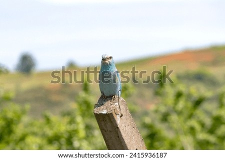 European roller. A full body view of a European roller (Coracias garrulus) perched on a twig against a natural green background. Animal. Blue bird idea concept. Horizontal photo. No people, nobody.