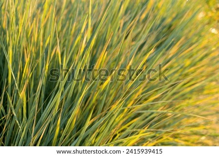 Tall yellow-green wild grass at sunset