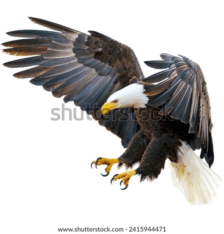 Eagles are large, powerfully-built birds of prey, with heavy heads and beaks. Even the smallest eagles Royalty-Free Stock Photo #2415944471