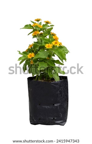 Melampodium divaricatum or Little Yellow Star flower bloom and growing in black plastic bag for nursery in the garden isolated on white background included clipping path. Royalty-Free Stock Photo #2415947343
