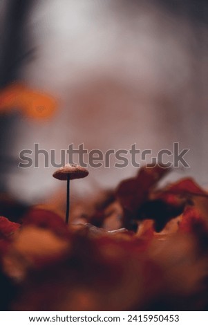Tiny mushroom growing alone in the forest. A small living organism through the colored leaves in a rainy day Royalty-Free Stock Photo #2415950453