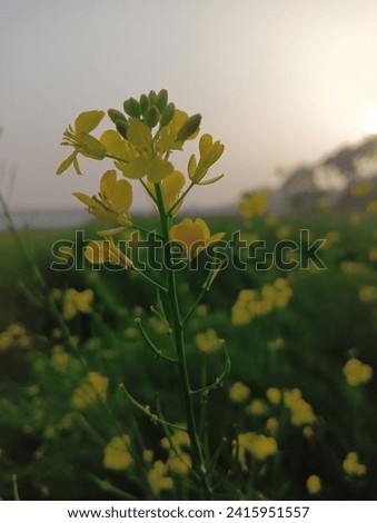 Mustard flower picture 
and  background sunrise gloomy. Wonderful bluer expression.  Outside green View  those are awesome. 