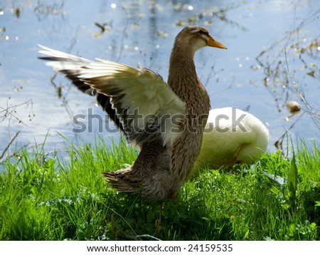 Ducks at lakeside, waving the wings