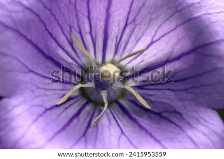 Close up of a purple balloon flower on the tree. balloon flower macro photo Royalty-Free Stock Photo #2415953559