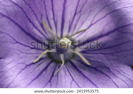 Close up of a purple balloon flower on the tree. balloon flower macro photo Royalty-Free Stock Photo #2415953575